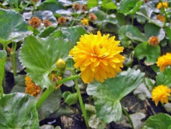 Caltha palustris Multiplex - Sumpfdotterblume gefüllt
